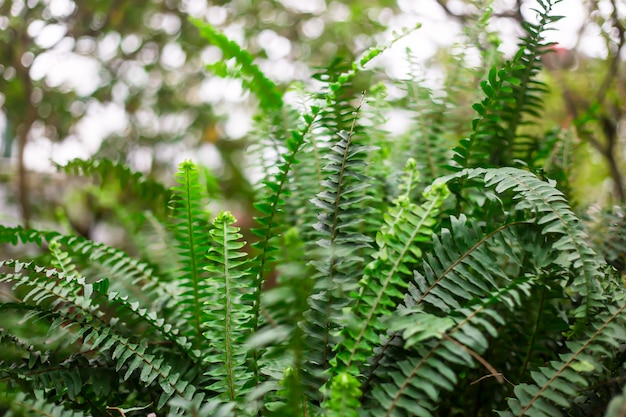 Frondas frescas de helecho de primavera verde