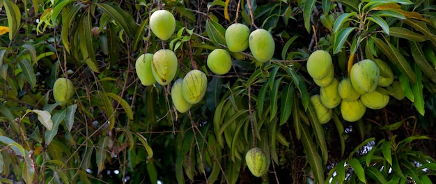 Frondosa mangueira com closeup em frutas imaturas. Estado de são paulo, brasil