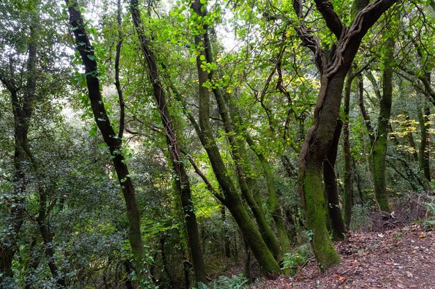 Frondoso bosque de hayas en otoño