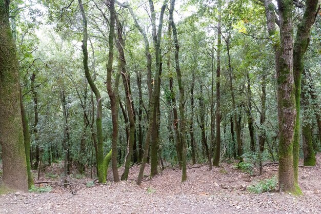 Frondoso bosque de hayas en otoño