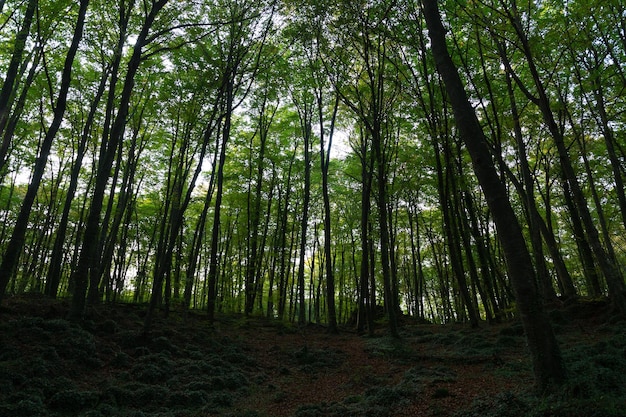 Frondoso bosque de hayas en otoño