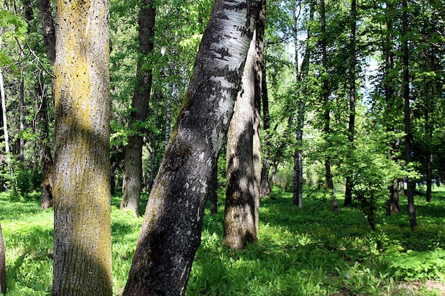 frondosos árboles verdes en el parque