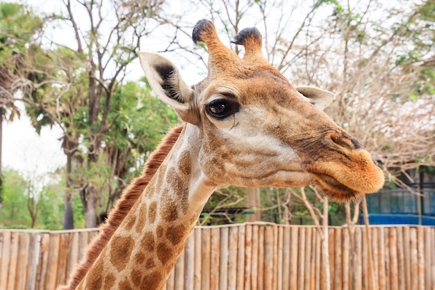 Front auf Ansicht einer Giraffe gegen Hintergrund des grünen Laubs und des blauen Himmels.