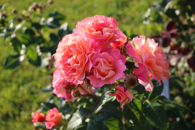 Front-Top-Fotografie einer schönen rosa Rose auf einem verschwommenen grünen Gartenhintergrund