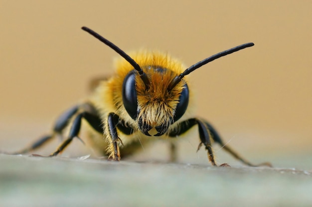 Frontale Nahaufnahme einer männlichen Jersey Mason Bee, Osmia niveata