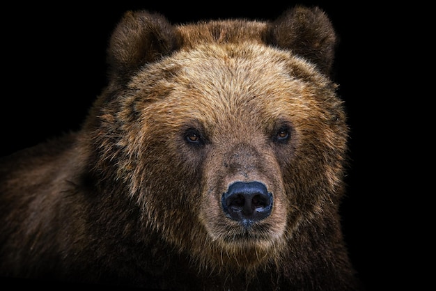 Foto frontansicht des braunen bären auf schwarzem hintergrund porträt des kamtschatka-bären