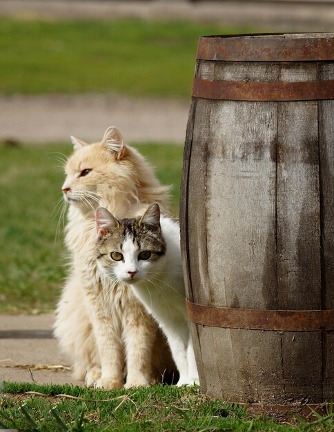 Foto frontansicht von zwei katzen