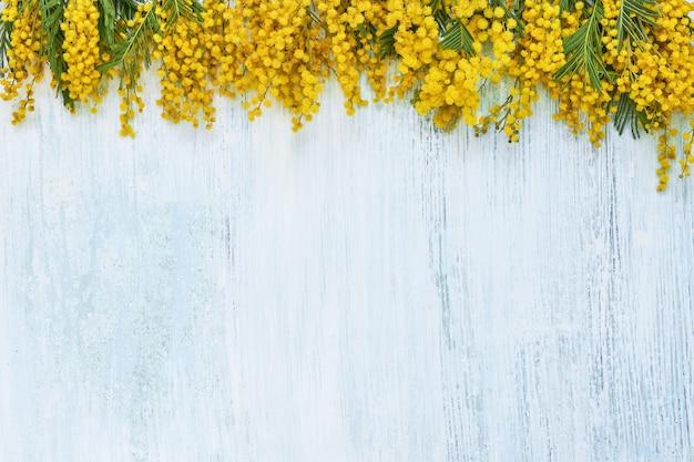 Fronteira de flores de Mimosa em azul. Copie o espaço