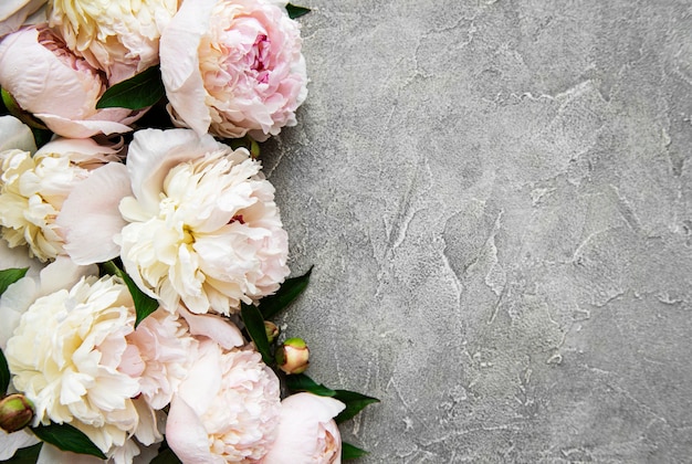 Fronteira de flores de peônia rosa claro fresco com espaço de cópia no fundo cinza de concreto, plano leigo.