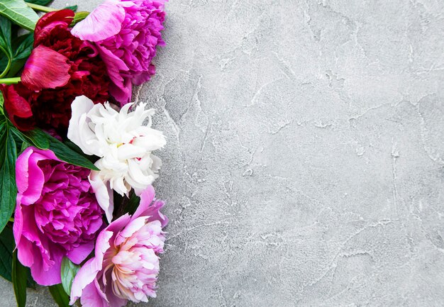 Fronteira de flores de peônia rosa fresca com espaço de cópia no fundo cinza de concreto, plano leigo.