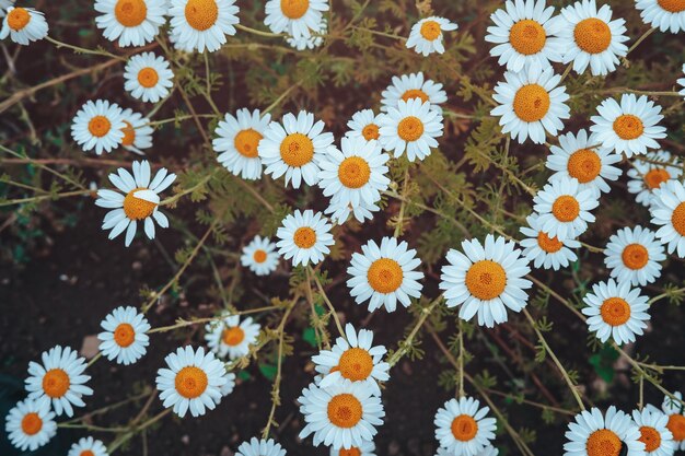 Fronteira de flores do campo de camomila. Cena da bela natureza com chamomilles médicas florescendo em reflexo do sol. Medicina alternativa Spring Daisy. Flores de verão. Prado lindo. Fundo de verão