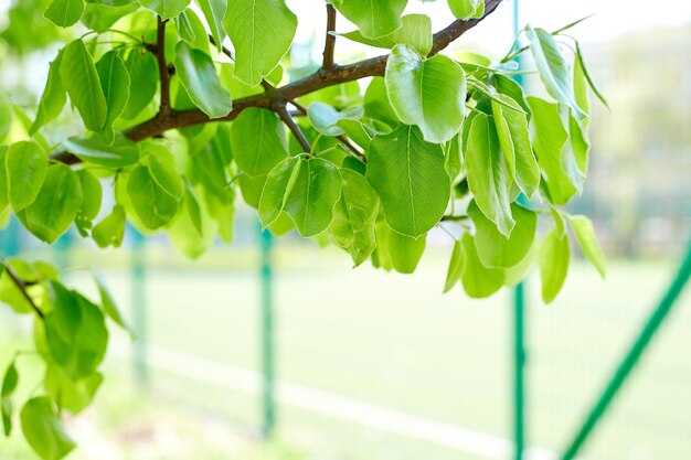 Fronteira de folhas verdes com espaço de cópia