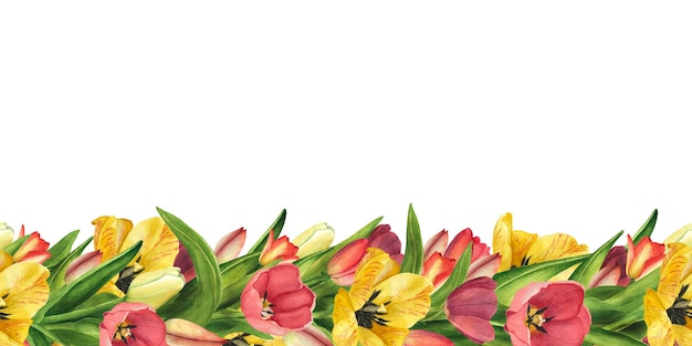 Fronteira sem costura com Tulipas Aquarela mão desenhando Ilustração Páscoa floral para pôster de modelo dia das mulheres 8 de março