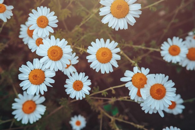 Frontera de flores de campo de manzanilla. Escena de la hermosa naturaleza con manzanilla médica floreciente en la llamarada del sol. Medicina alternativa Spring Daisy. Flores de verano. Hermoso prado. Fondo de verano