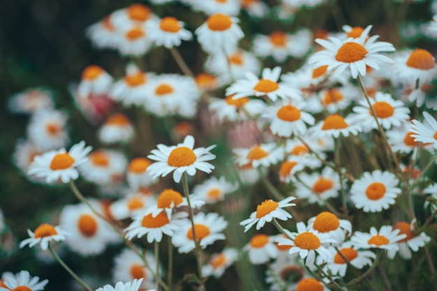 Frontera de flores de campo de manzanilla. Escena de la hermosa naturaleza con manzanilla médica floreciente en la llamarada del sol. Medicina alternativa Spring Daisy. Flores de verano. Hermoso prado. Fondo de verano