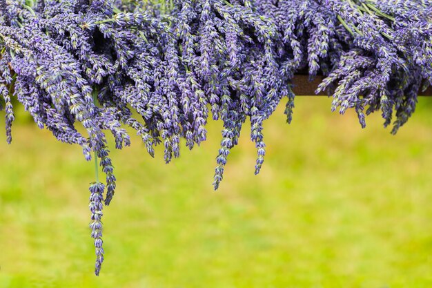 Frontera de flores de lavanda. Copia espacio / Fondo de verano