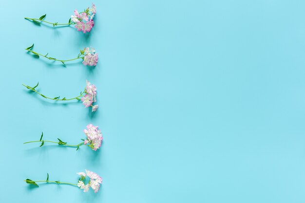 Frontera hizo pequeñas flores florecientes con espacio de copia. Concepto Hola primavera o verano, día de la mujer