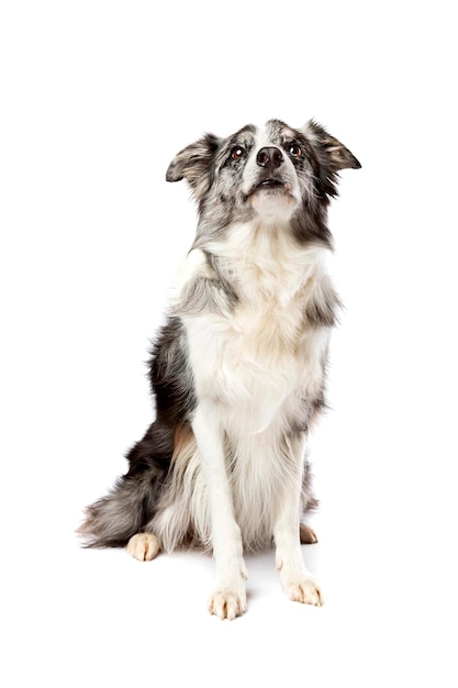 frontera perro collie