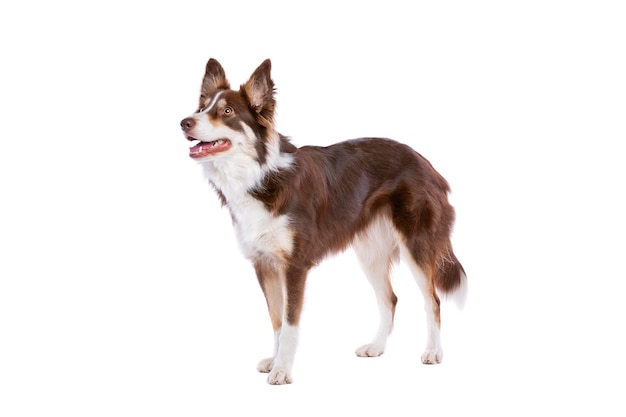 frontera perro collie