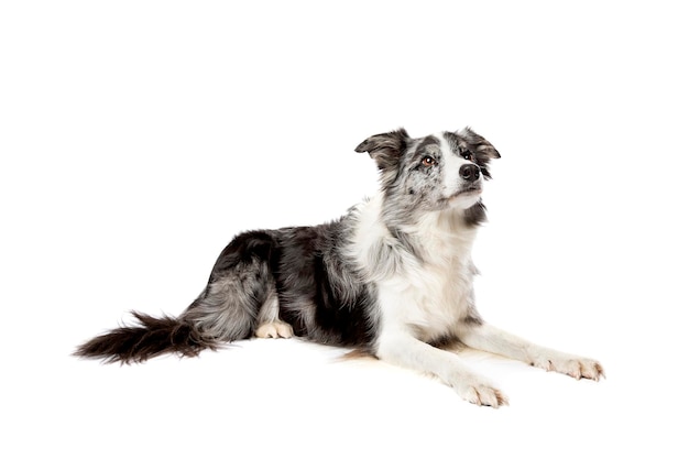 frontera perro collie