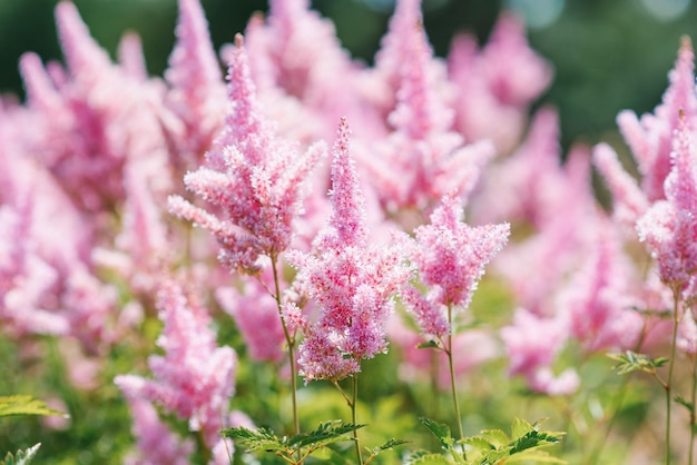 Foto frontera de verano o fondo con una flor rosada una hermosa escena de la naturaleza con un astilbe rosado suave en flor