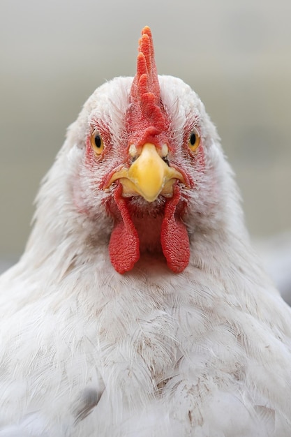 Frontporträt eines weißen und jungen Hahns mit einem schönen roten Schal