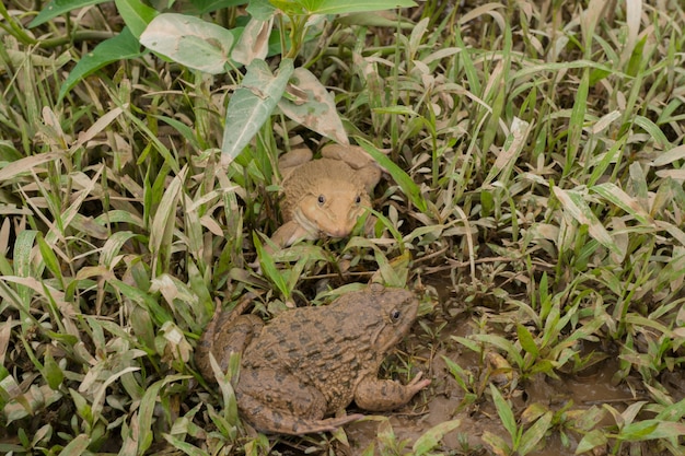 Frosch auf dem Boden