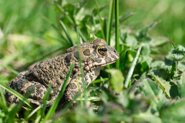 Frosch auf dem rasen