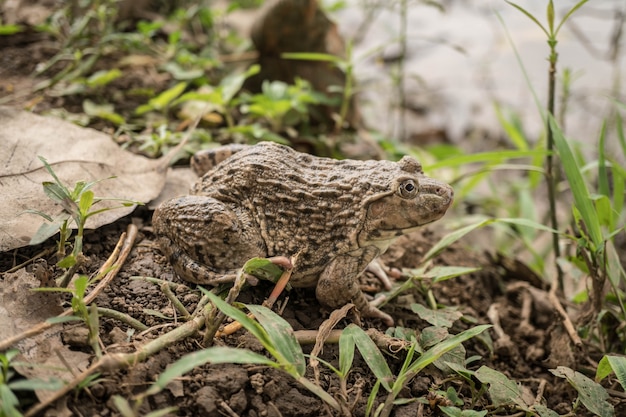 Frosch auf der Natur Hintergrund