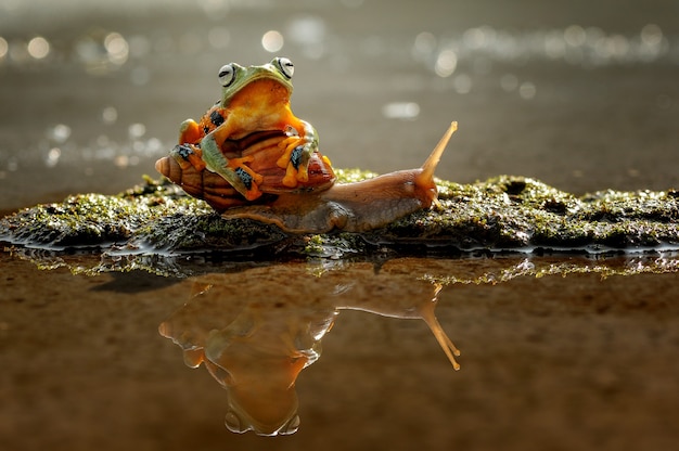 Frosch auf der Schnecke