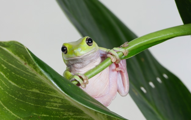 Frosch auf einer Pflanze