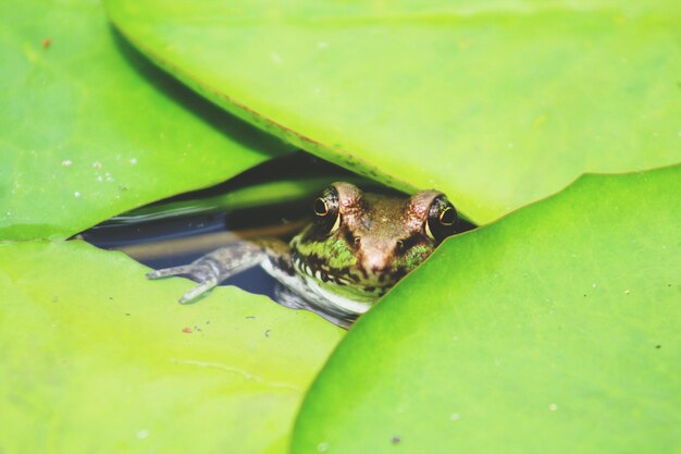 Frosch, der durchschaut