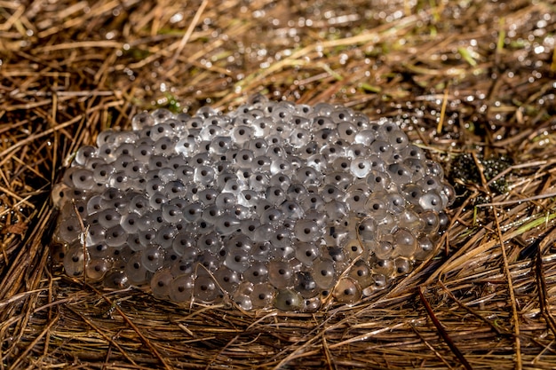 Frosch-Eier vom gemeinsamen Frosch, Rana temporaria, liegend auf feuchtem Gras an Land. Birkenes, Norwegen