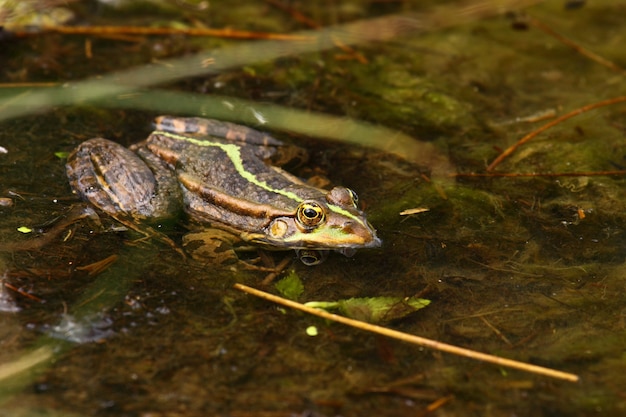 Frosch grün