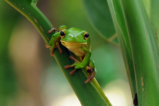 Frosch im Blatt Frosch im Gras