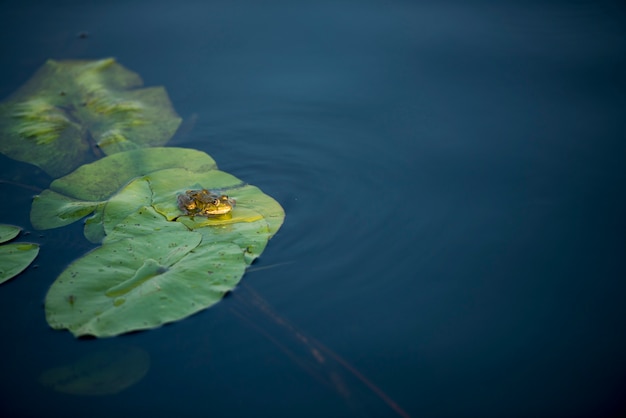 Frosch im Donaudelta-Bereich, Rumänien, an einem sonnigen Sommertag