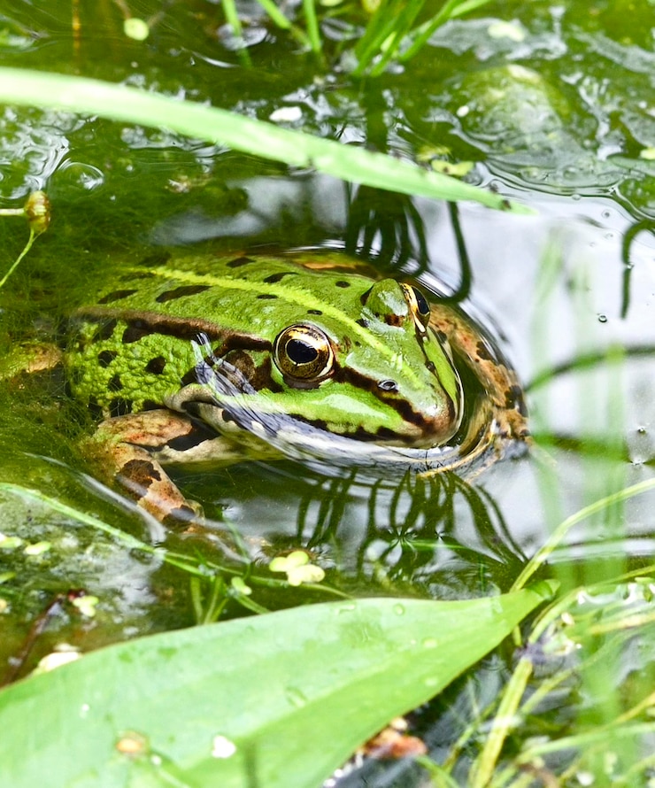 Foto frosch im see