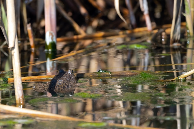 Frosch im Sumpf entspannen