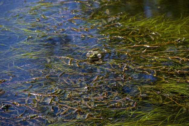 Foto frosch im sumpf