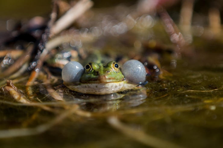 Foto frosch im teich frosch im wasser