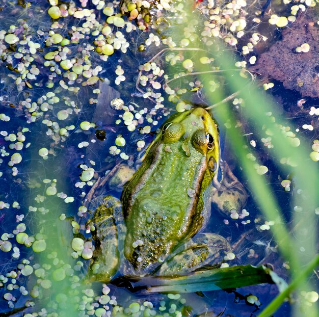 Foto frosch im teich