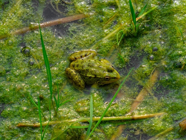 Frosch im Teich