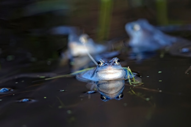 Frosch im Wasser festmachen