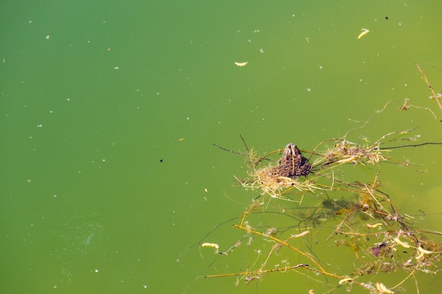 Frosch im Wasser