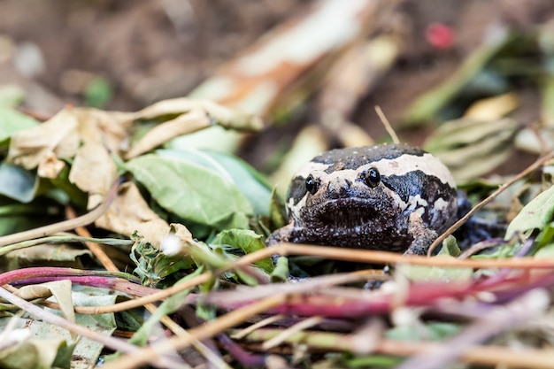 Foto frosch in der natur