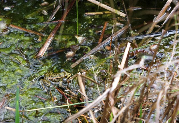 Frosch in einem Teich quaken