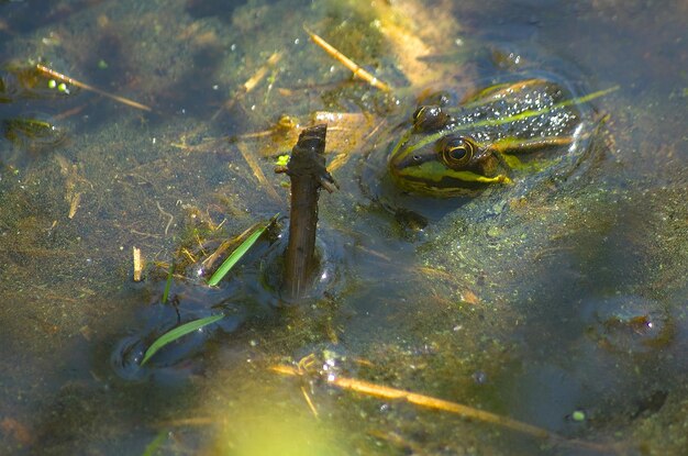 Foto frosch in einem teich