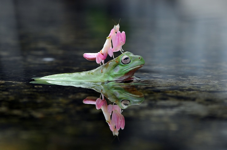 Foto frosch laubfrosch