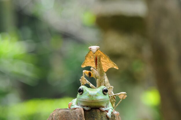 Frosch mit Gottesanbeterin