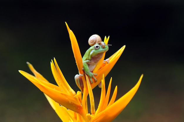 Frosch mit Schnecke auf Blatt